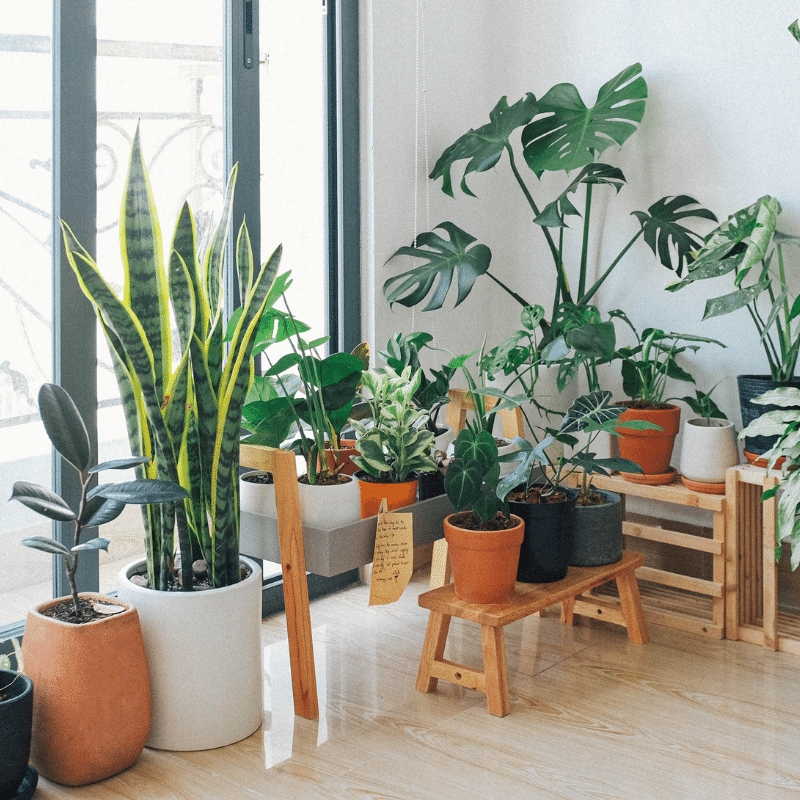 sélection de plantes et boutures à donner ou échanger